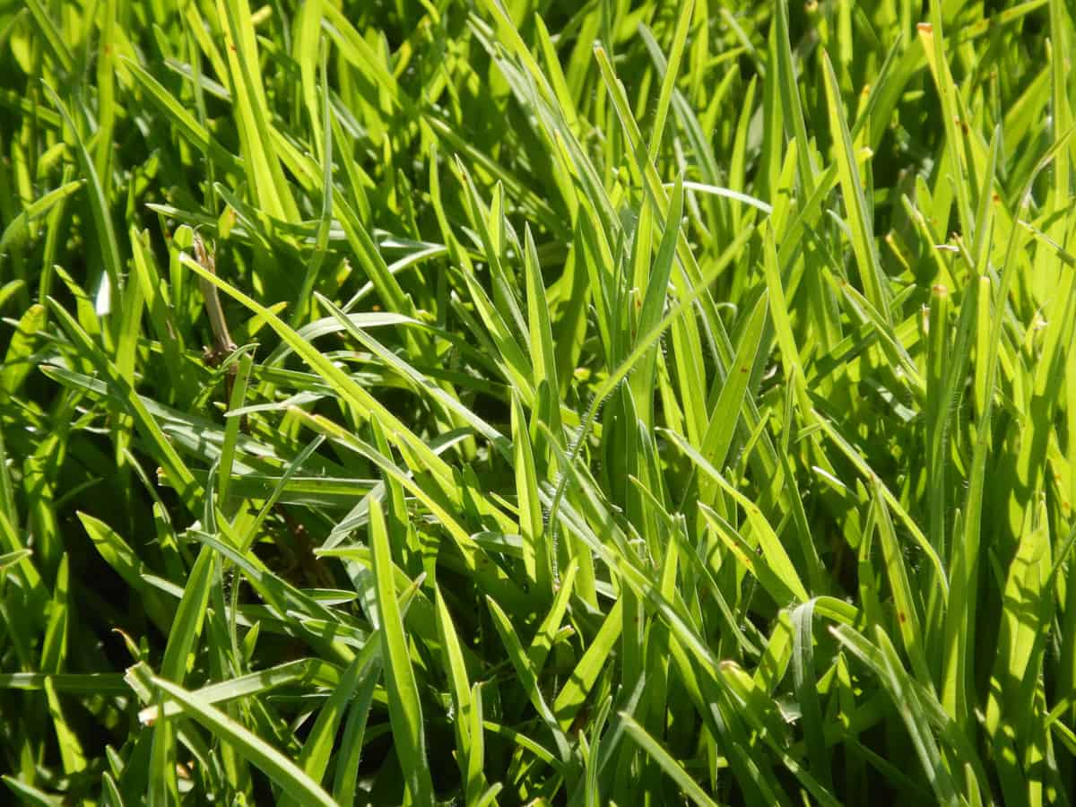 Kikuyu Grass Roll On Lawn Cape Town